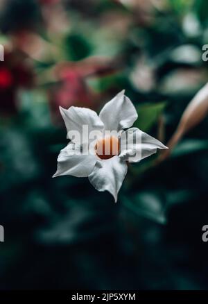Un primo piano di un fiore bianco di gelsomino brasiliano nel giardino alla luce del giorno Foto Stock