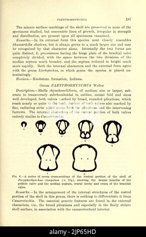 La Brachiopoda del Mississippi (pagina 187) Foto Stock