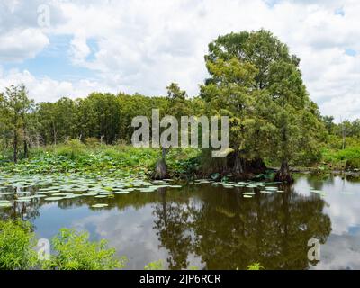 Calvo cipressi e piante d'acqua di loto gialle galleggiano in un laghetto presso lo Sheldon Lake state Park vicino Houston, Texas. Foto Stock