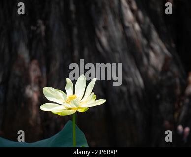 Fiore giallo di loto o Nelumbo lutea fotografato con una messa a fuoco selettiva con il tronco di un cipresso Bald sullo sfondo. L'immagine ha spazio di copia. Foto Stock