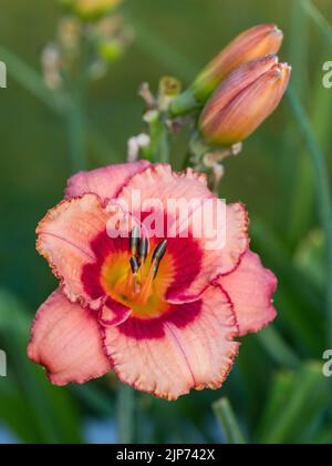 'Sdelle fragole Candy Daylily, Daglilja (Hemerocallis) Foto Stock