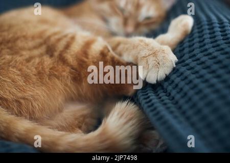 Il gatto rosso sta dormendo sul plaid. Vista frontale. Foto Stock