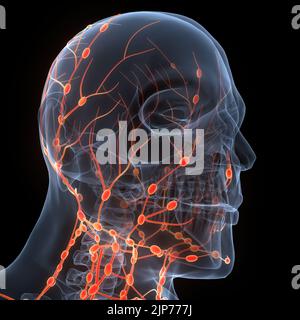 Anatomia dei linfonodi del sistema interno umano Foto Stock