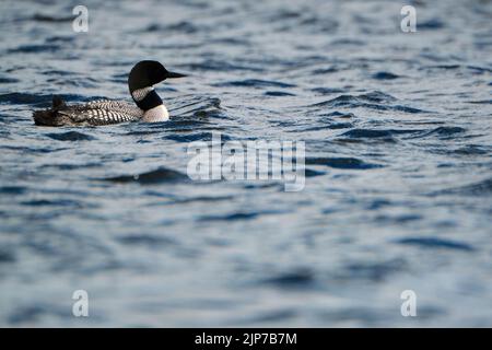 Un loon comune (Gavia immer) in allevamento piumaggio nuoto su un lago nel Parco Provinciale di Algonquin. Il loon si trova in alto a sinistra del telaio, con un piccolo Foto Stock