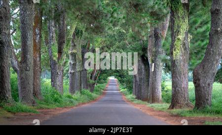 La strada con due file di pini più di 100 anni nel comune di Nghia Hung, distretto di Chu Pah, provincia di Gia Lai, Vietnam Foto Stock