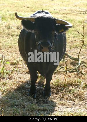 Una mucca nera in dexter che posa per la macchina fotografica. I bovini Dexter sono una razza di bovini originari dell'Irlanda. Si tratta di una piccola razza a doppio scopo. Foto Stock