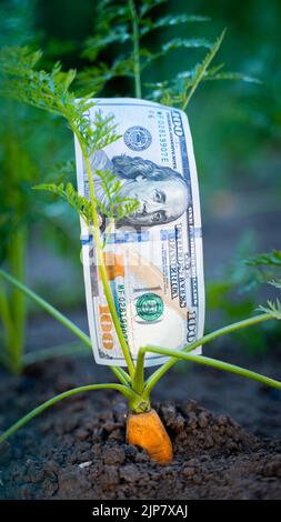 Primo piano di una giovane carota che cresce nel terreno in un letto da giardino sullo sfondo di un conto da cento dollari. Denaro e agricoltura, foto verticale Foto Stock
