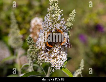 Fioritura fiori di buddleja davidii iin un giardino estivo. Fiori che farfalle amore Foto Stock