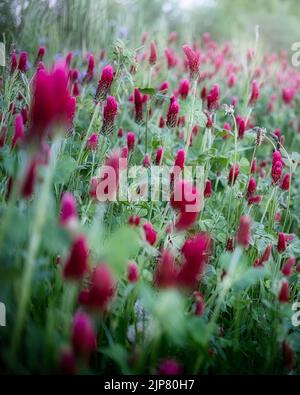 Trifoglio italiano selvatico circondato da erba verde fresca. Trifoglio cremisi rosa e erba verde Foto Stock