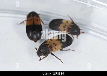 Dermestes lardarius, comunemente noto come il coleottero di larice della famiglia Dermestidae un coleotteri della pelle. Foto Stock