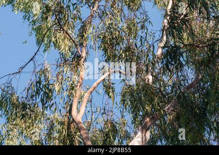 Una copia di alberi di eucalipto fotografati nelle alture del Golan, Israele in agosto Foto Stock