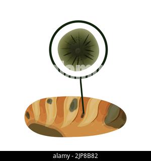 La muffa di cladosporium sulla panetteria, posta isolata su sfondo bianco. Illustrazione Vettoriale