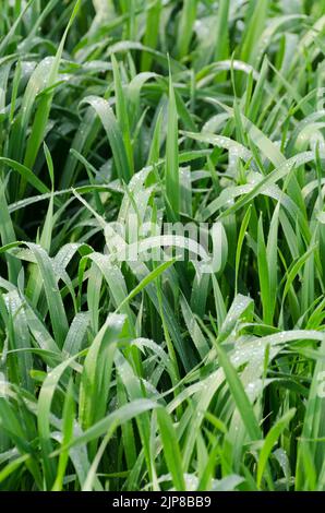 Lame di erba bagnata in un prato, fondo verde naturale Foto Stock