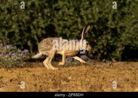 Lepre del capo (Lepus capensis) che corre in un campo. Le lepri del Capo si trovano in tutta l'Africa e si sono diffuse in molte parti dell'Europa, del Medio Oriente e di AS Foto Stock