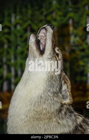 Animale stuffato di coyote ulling al Museo di Storia Naturale di Haines, Alaska Foto Stock