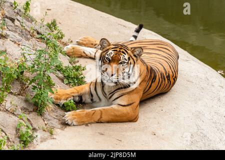 Tigre riposante nella natura vicino all'acqua Foto Stock