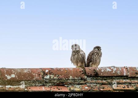 Un paio di gheppoli giovanili, Falco tinnunculus, sul tetto di una chiesa, Upper Wield, Hampshire, UK Foto Stock