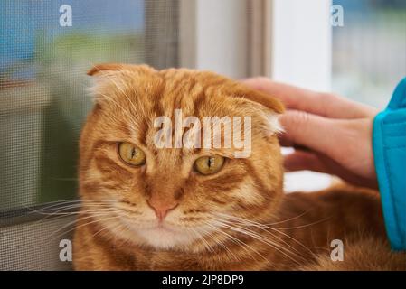 Un gatto dai capelli rossi sta crogiolandosi al sole vicino alla finestra. Foto Stock