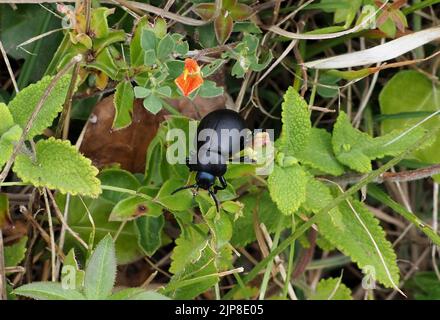 Becchi sanguinosa beetle Foto Stock