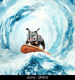 Collage con simpatico cane bulldog surf divertente su onde enormi in mare o oceano in vacanza estiva su sfondo blu-bianco. Foto Stock