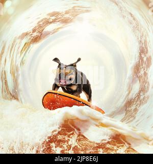 Divertente cane bulldog surfing su enorme onda di birra schiumosa in vacanza estiva su sfondo bianco-marrone. Foto Stock