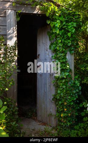 Vecchia porta in legno coperta di edera nel giardino inglese Foto Stock