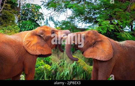 Due elefanti africani combattono Foto Stock