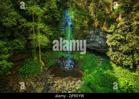 Cascate Crystal nella foresta pluviale del Parco Nazionale Dorrigo Foto Stock