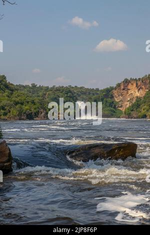 Il Murchison Falls National Park si trova sulle rive del lago Albert, nel nord-ovest dell'Uganda. E' conosciuta per le Cascate Murchison, dove il fiume Nilo Victoria sur Foto Stock