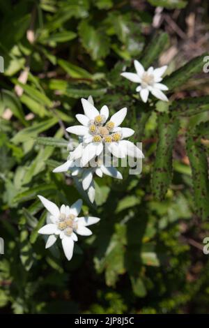 Fiori bianchi giapponesi di Edelweiss che crescono nel selvaggio Foto Stock