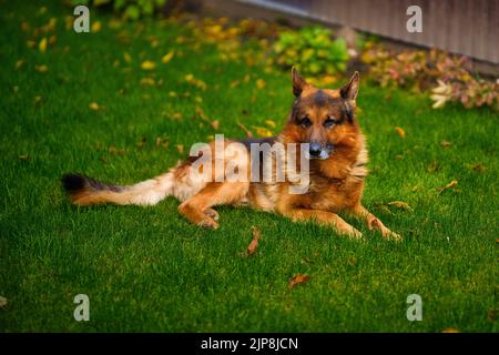 Un bel colpo di un pastore tedesco che si stende su un'erba Foto Stock