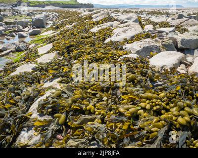 Le alghe di Bladderwrack ricoprono rocce con la bassa marea Foto Stock
