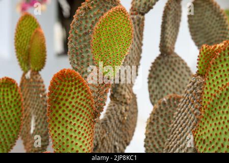 Stelo a foglia Cactus Foto Stock