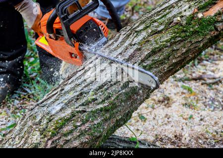 A seguito di una violenta tempesta, un lavoratore municipale taglia un albero rotto Foto Stock