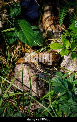 Un sommatore europeo comune (Vipera berus), l'unico serpente velenoso del Regno Unito, avvolto a spirale alla luce del sole su un log in sottobosco Foto Stock