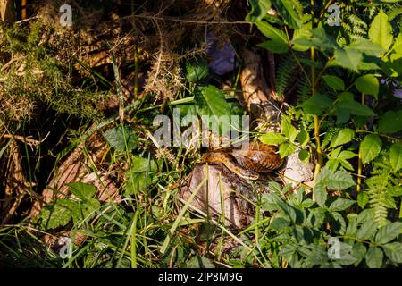 Un sommatore europeo comune (Vipera berus), l'unico serpente velenoso del Regno Unito, avvolto a spirale alla luce del sole su un log in sottobosco Foto Stock