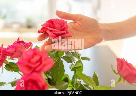 Mano di donna che tira una rosa dal vaso. Foto Stock