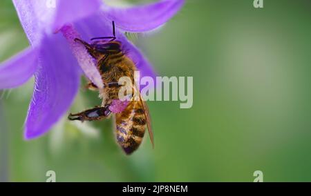 una bella ape siede su un fiore di bluebell e raccoglie il miele Foto Stock