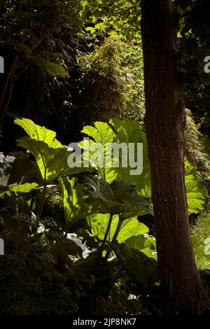 Controluce le grandi foglie di un impianto di Gunnera maniicata a Trenance Gardens a Newquay in Cornovaglia nel Regno Unito Foto Stock