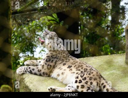 Il leopardo delle nevi (Panthera uncia / uncia uncia), conosciuto anche come l'oncia, è visto al Padmaja Naidu Himalayan Zoological Park (PNHZP) a Darjeeling, Bengala Occidentale. Questo zoo ad alta quota più grande dell'India (7.000 metri). Il PNHZP è l'unico zoo al mondo per la conservazione e l'allevamento dei leopardi della neve in cattività. Il leopardo della neve è un vulnerabile IUCN Red elencato grande gatto asiatico a capelli lunghi e una delle specie più enigmatiche del pianeta. Indicato dagli abitanti del luogo come i "fantasmi di montagna", nativo delle catene montuose dell'Asia centrale e meridionale. India. Foto Stock