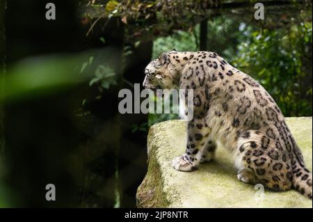 Il leopardo delle nevi (Panthera uncia / uncia uncia), conosciuto anche come l'oncia, è visto al Padmaja Naidu Himalayan Zoological Park (PNHZP) a Darjeeling, Bengala Occidentale. Questo zoo ad alta quota più grande dell'India (7.000 metri). Il PNHZP è l'unico zoo al mondo per la conservazione e l'allevamento dei leopardi della neve in cattività. Il leopardo della neve è un vulnerabile IUCN Red elencato grande gatto asiatico a capelli lunghi e una delle specie più enigmatiche del pianeta. Indicato dagli abitanti del luogo come i "fantasmi di montagna", nativo delle catene montuose dell'Asia centrale e meridionale. India. Foto Stock