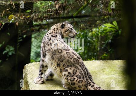 Il leopardo delle nevi (Panthera uncia / uncia uncia), conosciuto anche come l'oncia, è visto al Padmaja Naidu Himalayan Zoological Park (PNHZP) a Darjeeling, Bengala Occidentale. Questo zoo ad alta quota più grande dell'India (7.000 metri). Il PNHZP è l'unico zoo al mondo per la conservazione e l'allevamento dei leopardi della neve in cattività. Il leopardo della neve è un vulnerabile IUCN Red elencato grande gatto asiatico a capelli lunghi e una delle specie più enigmatiche del pianeta. Indicato dagli abitanti del luogo come i "fantasmi di montagna", nativo delle catene montuose dell'Asia centrale e meridionale. India. Foto Stock