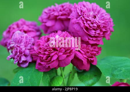 Rosa rosa arbusto vecchio, rosa varietà de Rescht, fiori in primo piano con uno sfondo di foglie sfocate. Foto Stock