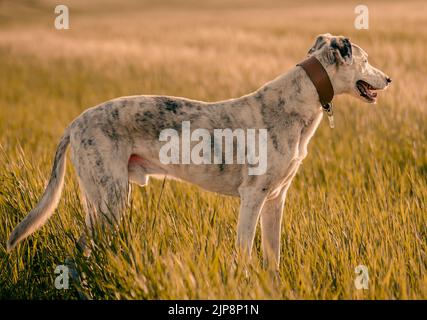 Lurcher cane su erba in estate Foto Stock