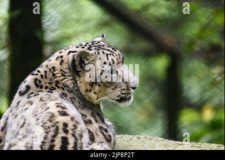 Il leopardo delle nevi (Panthera uncia / uncia uncia), conosciuto anche come l'oncia, è visto al Padmaja Naidu Himalayan Zoological Park (PNHZP) a Darjeeling, Bengala Occidentale. Questo zoo ad alta quota più grande dell'India (7.000 metri). Il PNHZP è l'unico zoo al mondo per la conservazione e l'allevamento dei leopardi della neve in cattività. Il leopardo della neve è un vulnerabile IUCN Red elencato grande gatto asiatico a capelli lunghi e una delle specie più enigmatiche del pianeta. Indicato dagli abitanti del luogo come i "fantasmi di montagna", nativo delle catene montuose dell'Asia centrale e meridionale. India. Foto Stock