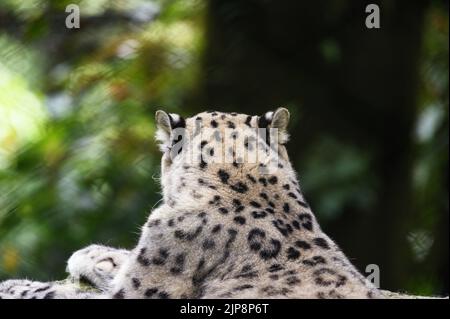 Il leopardo delle nevi (Panthera uncia / uncia uncia), conosciuto anche come l'oncia, è visto al Padmaja Naidu Himalayan Zoological Park (PNHZP) a Darjeeling, Bengala Occidentale. Questo zoo ad alta quota più grande dell'India (7.000 metri). Il PNHZP è l'unico zoo al mondo per la conservazione e l'allevamento dei leopardi della neve in cattività. Il leopardo della neve è un vulnerabile IUCN Red elencato grande gatto asiatico a capelli lunghi e una delle specie più enigmatiche del pianeta. Indicato dagli abitanti del luogo come i "fantasmi di montagna", nativo delle catene montuose dell'Asia centrale e meridionale. India. Foto Stock