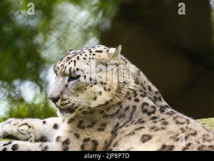 Il leopardo delle nevi (Panthera uncia / uncia uncia), conosciuto anche come l'oncia, è visto al Padmaja Naidu Himalayan Zoological Park (PNHZP) a Darjeeling, Bengala Occidentale. Questo zoo ad alta quota più grande dell'India (7.000 metri). Il PNHZP è l'unico zoo al mondo per la conservazione e l'allevamento dei leopardi della neve in cattività. Il leopardo della neve è un vulnerabile IUCN Red elencato grande gatto asiatico a capelli lunghi e una delle specie più enigmatiche del pianeta. Indicato dagli abitanti del luogo come i "fantasmi di montagna", nativo delle catene montuose dell'Asia centrale e meridionale. India. Foto Stock