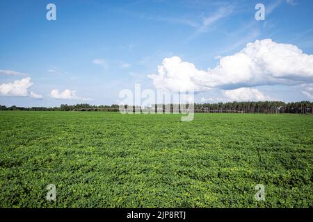 Vista panoramica di un campo di arachidi (Arachis hypogaea) con irrigazione nella Georgia meridionale degli Stati Uniti con un cielo blu e nuvole e uno spazio negativo. Foto Stock