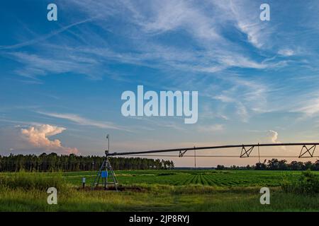 Bellissimo paesaggio agricolo di un impianto di irrigazione centrale a perno in un campo di arachidi (Arachis hypogaea) al tramonto nella Georgia meridionale, USA. Foto Stock