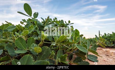 Banner Web di un primo piano a basso angolo di piante di arachide (Arachis hypogaea) che crescono in un campo con cielo blu. Foto Stock